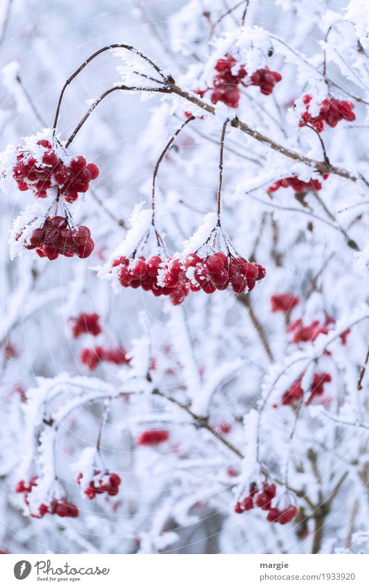 ...but with cream, please! Red berries frozen in ice and snow Winter Snow Environment Ice Frost Snowfall Plant Tree Freeze Hang White Berries Rowan tree