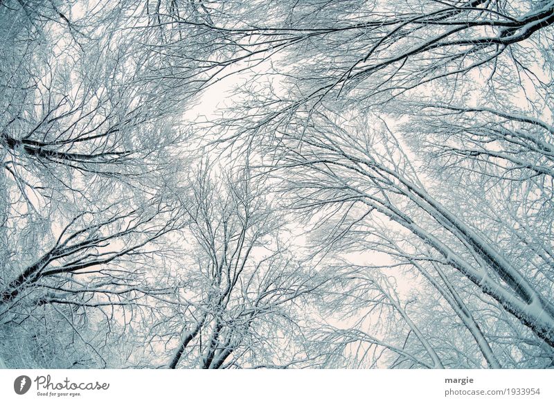 Winter - Current High trees in winter with ice and snow Snow Winter vacation Nature Climate Ice Frost Snowfall Plant Tree Forest Growth Black White Freedom