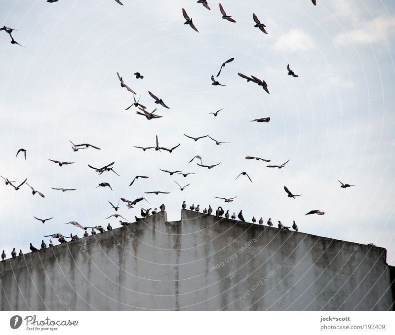 Uninhibited birdin' Sky Climate Kenya Fire wall Bird Group of animals Flock Flying Sit Above Gloomy Gray Together Formation Damp Movement Go up Resting point