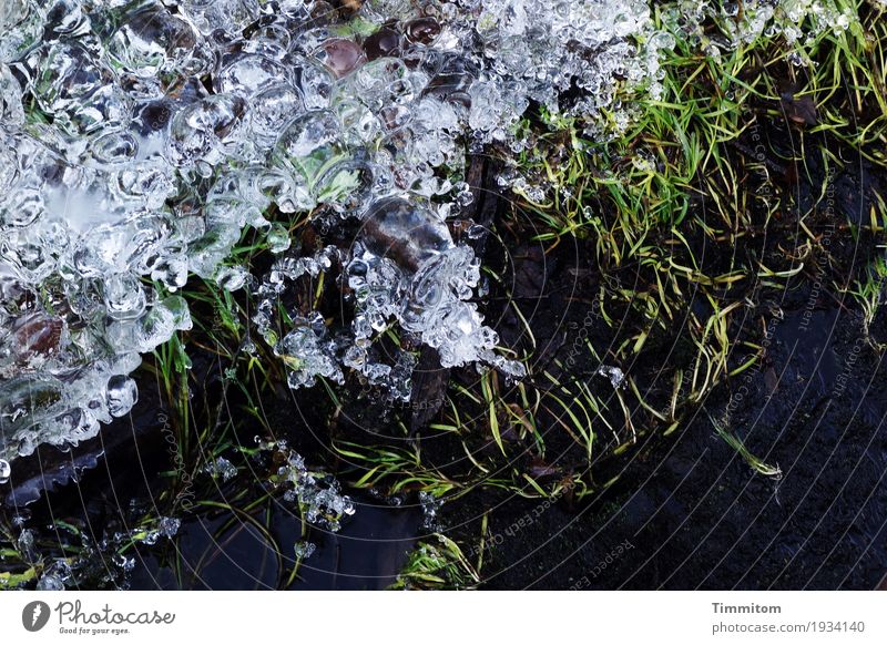Wet cold (1/2). Environment Nature Elements Water Winter Ice Frost Plant Grass Brook Freeze Dark Cold Gray Green Black Structures and shapes Smoothness