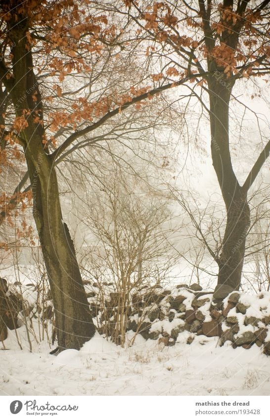 Old masonry Environment Nature Landscape Winter Bad weather Fog Ice Frost Snow Plant Tree Bushes Meadow Field Forest Dark Cold Beautiful Apocalyptic sentiment