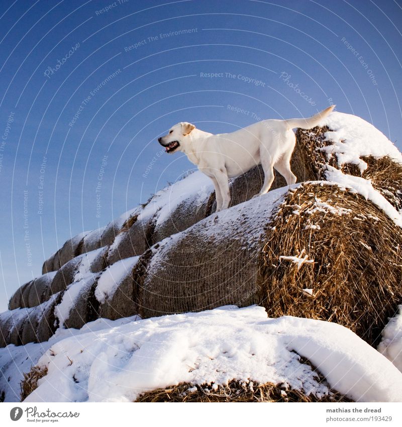 ADVENTURE PLAYGROUND II Environment Nature Cloudless sky Winter Beautiful weather Ice Frost Snow Field Animal Pet Dog 1 Looking Playing Stand Wait Elegant