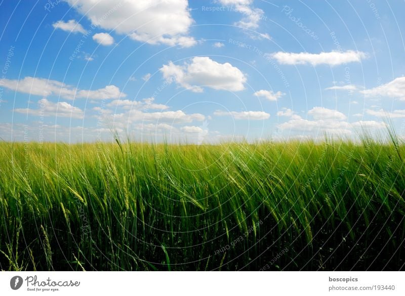 summertime Landscape Sky Clouds Summer Beautiful weather Agricultural crop Field Esthetic Friendliness Blue Yellow Green Barleyfield Agriculture Peaceful