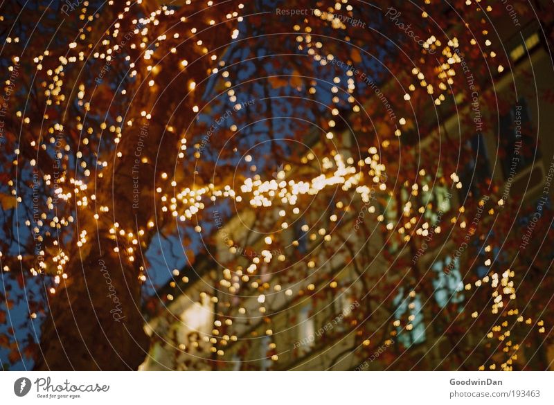 Analogue Christmas lights Tree Pedestrian precinct House (Residential Structure) Fairy lights Hang Illuminate Kitsch Beautiful Warmth Happy Colour photo