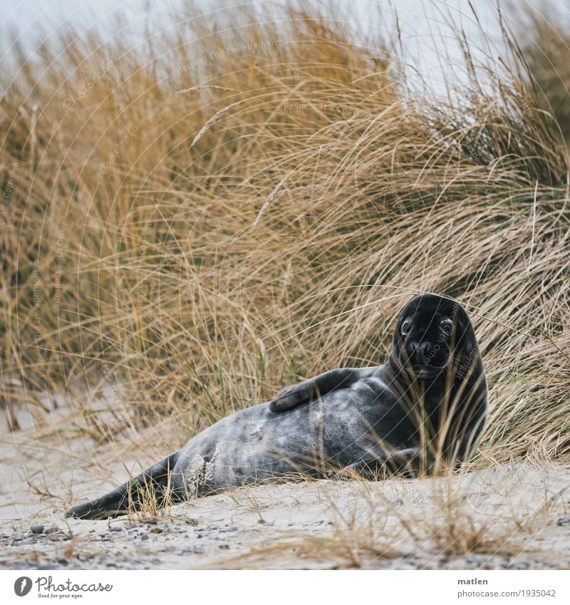 beach beauty Plant Winter Grass Coast Beach Animal 1 Lie Natural Brown Gray Green Black Beautiful Harbour seal Seals Dune Marram grass Colour photo