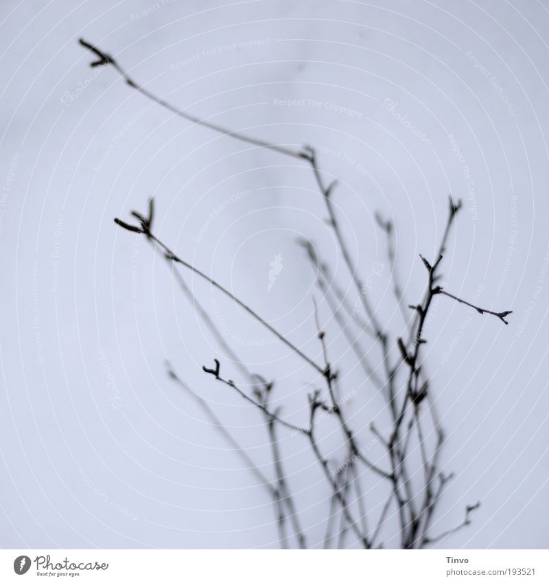 birch twigs Nature Winter Tree Cold Bleak Leafless Birch tree Gloomy Delicate Subdued colour Exterior shot Structures and shapes Deserted Copy Space left