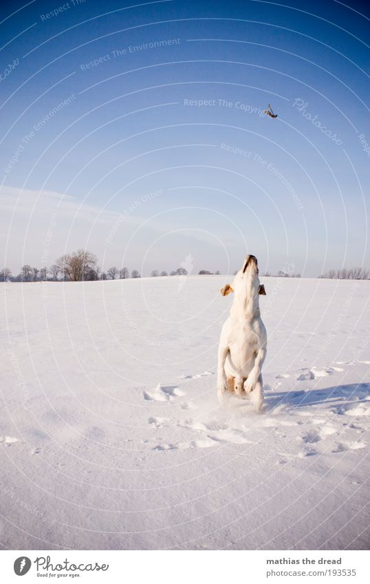 ready to take off Environment Nature Landscape Cloudless sky Sunlight Winter Beautiful weather Ice Frost Snow Plant Tree Flower Meadow Field Animal Pet Dog 1