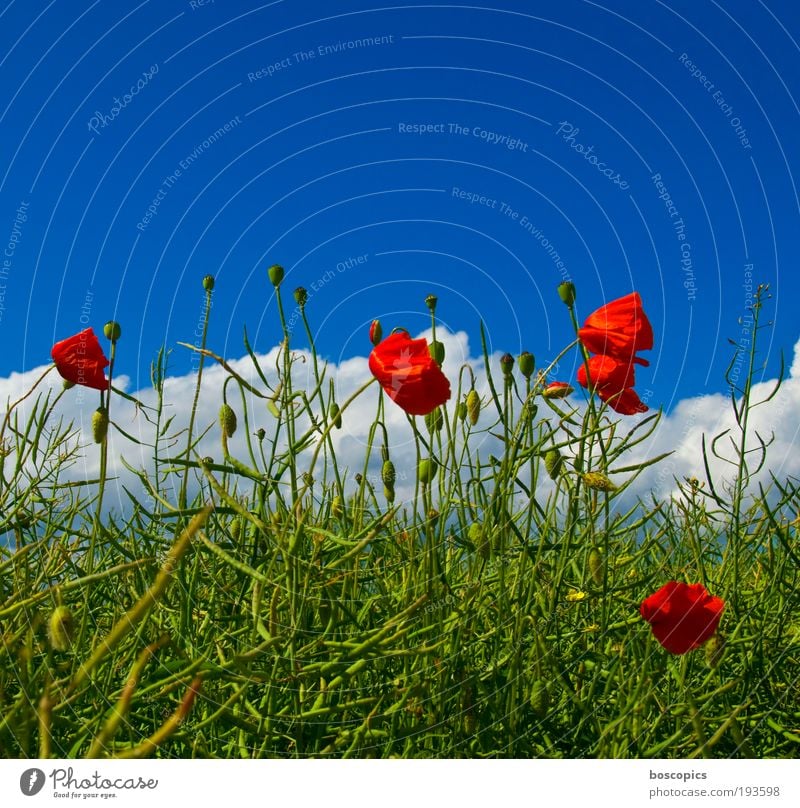 corn poppy Nature Sky Clouds Summer Beautiful weather Plant Tree Leaf Blossom Wild plant Field Fresh Blue Green Red Moody Life Contentment Environment