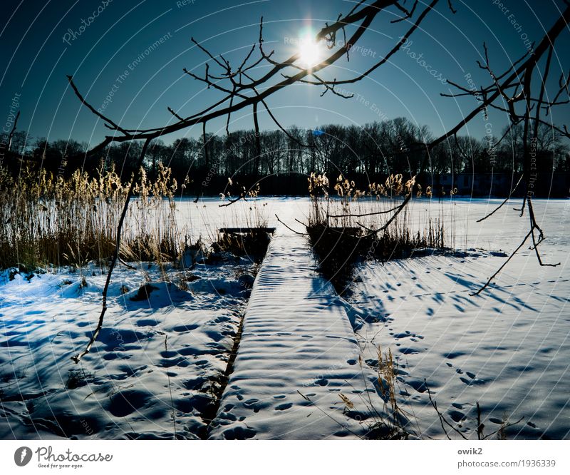 Country under Environment Nature Landscape Plant Cloudless sky Horizon Winter Climate Beautiful weather Ice Frost Snow Tree Bushes Reeds Twigs and branches