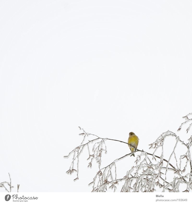 yellow Environment Nature Plant Animal Sky Winter Climate Climate change Ice Frost Snow Tree Branch Treetop Bird Finch 1 Crouch Sit Free Bright Cold Small
