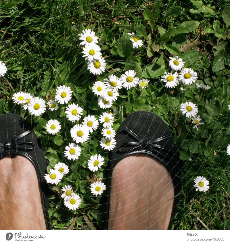 Hello Spring, Summer, Sun, Daisies and Cheese Feet Vacation & Travel Garden 1 Human being Nature Flower Grass Leaf Blossom Meadow Footwear Happiness Beautiful