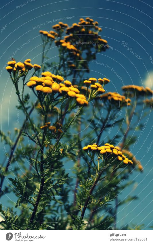 Skywards Nature Plant Flower Leaf Blossom Meadow Blossoming Growth Friendliness Fresh Blue Yellow Green Joie de vivre (Vitality) Optimism Power Environment