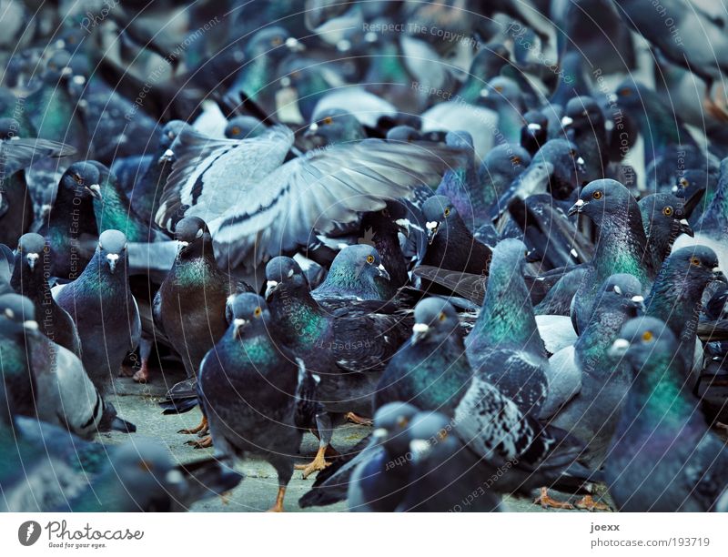 BirdPerspective Group of animals To feed Feeding Aggression Together Blue Bizarre Pigeon city pigeons rats of the air Chaos Narrow tumble Muddled Wing