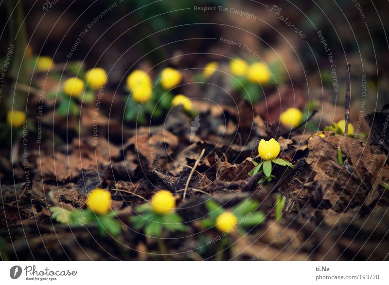 I've seen the spring. Environment Nature Landscape Animal Spring Plant Flower Leaf Blossom Blossoming Brown Yellow Colour photo Subdued colour Exterior shot