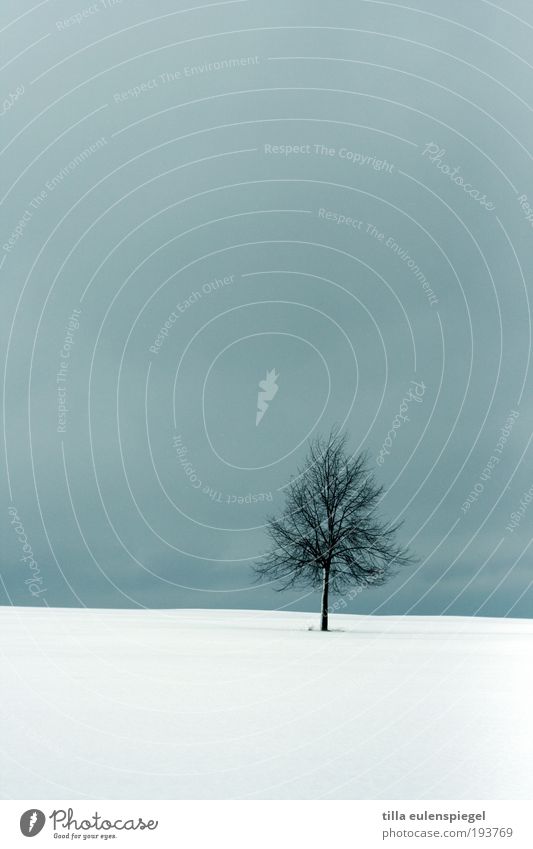 lonely companion Environment Nature Landscape Winter Snow Tree Field Dark Simple Cold Natural Blue White Calm Loneliness Uniqueness Horizon Stagnating