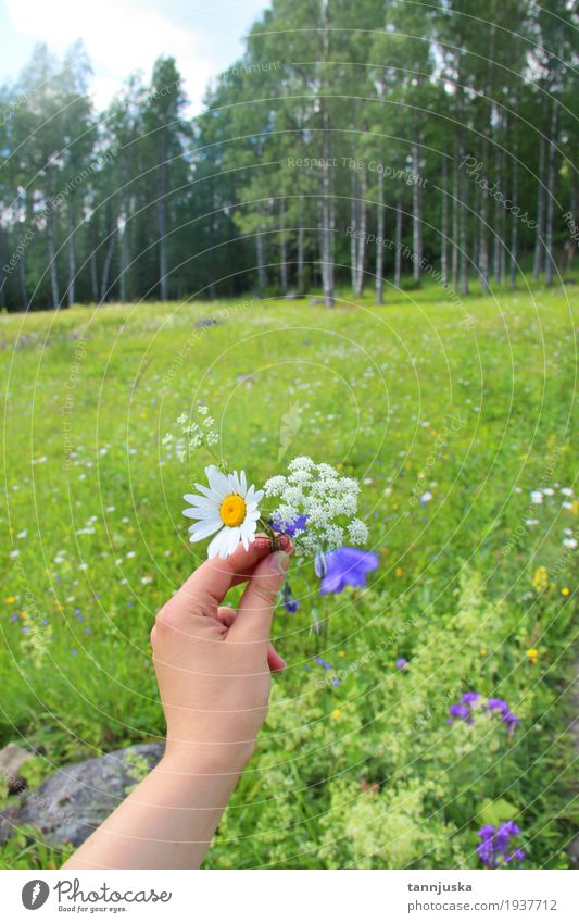 Hand with wildflowers of Finland, North Karelia Beautiful Summer Woman Adults 1 Human being 18 - 30 years Youth (Young adults) Environment Nature Landscape