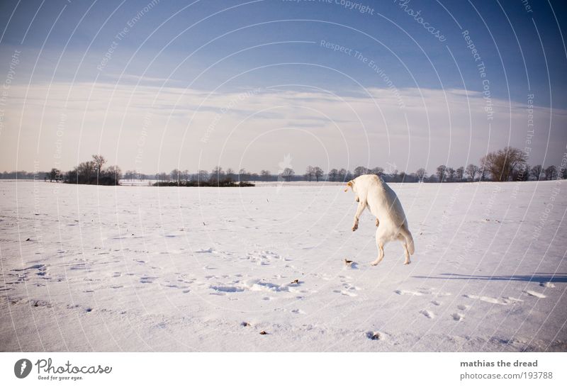 BOING BOING Environment Nature Landscape Sky Clouds Horizon Sun Winter Climate Beautiful weather Ice Frost Snow Plant Tree Meadow Field Animal Pet Dog 1