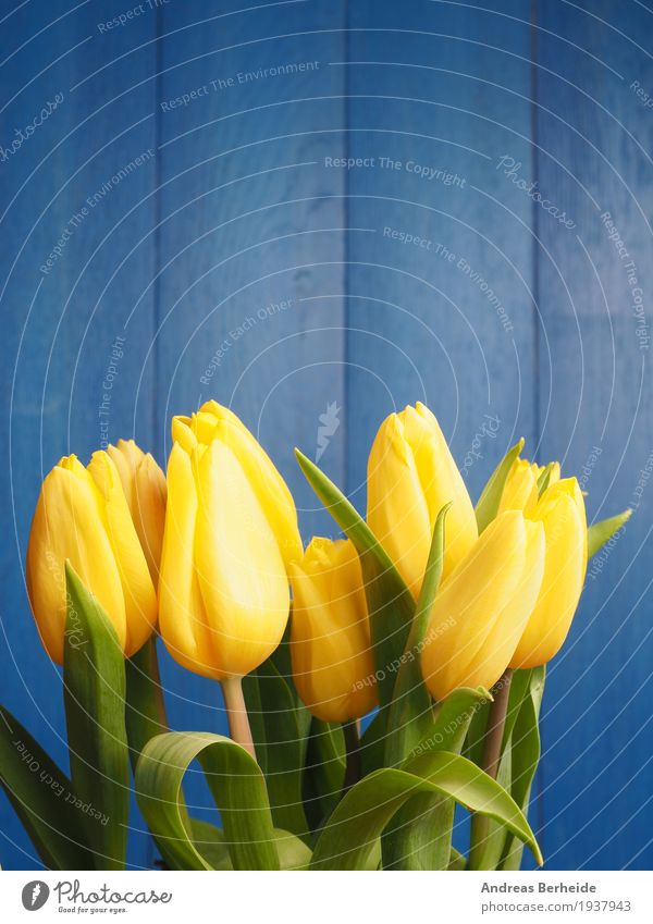 Yellow tulips Mother's Day Easter Nature Plant Spring Flower Tulip Bouquet Fragrance Beautiful Blue decoration table natural copy green march holiday