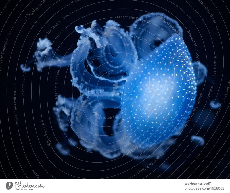 blue jellyfish Design Nature Water Animal Aquarium 1 Simple Disgust Bright Beautiful Cold Wet Natural Slimy Soft Blue Black Cologne Fine Art Germany Fish