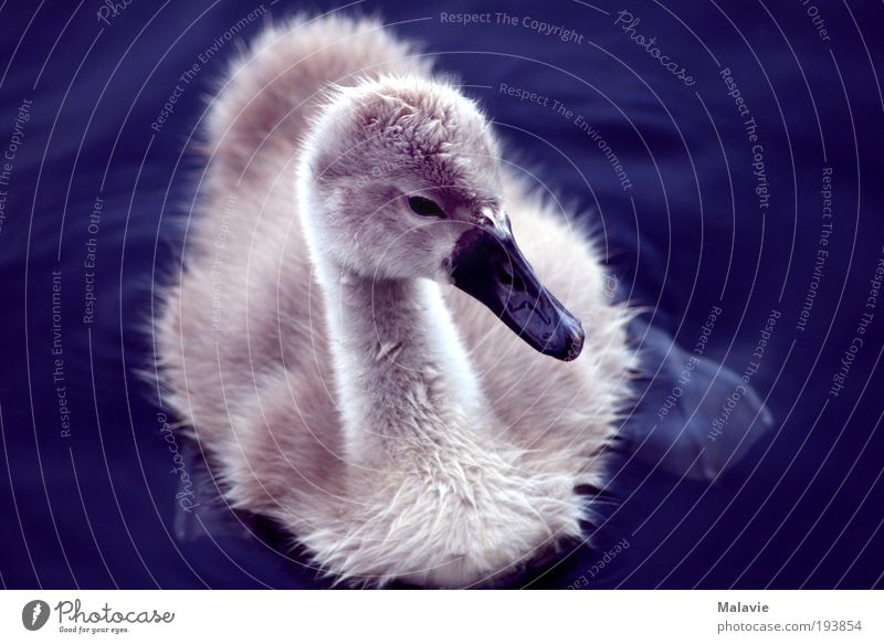 swan baby Nature Beautiful weather Lake Animal Swan 1 Baby animal Observe Discover Looking Curiosity Cute Blue White Moody Contentment Spring fever Protection