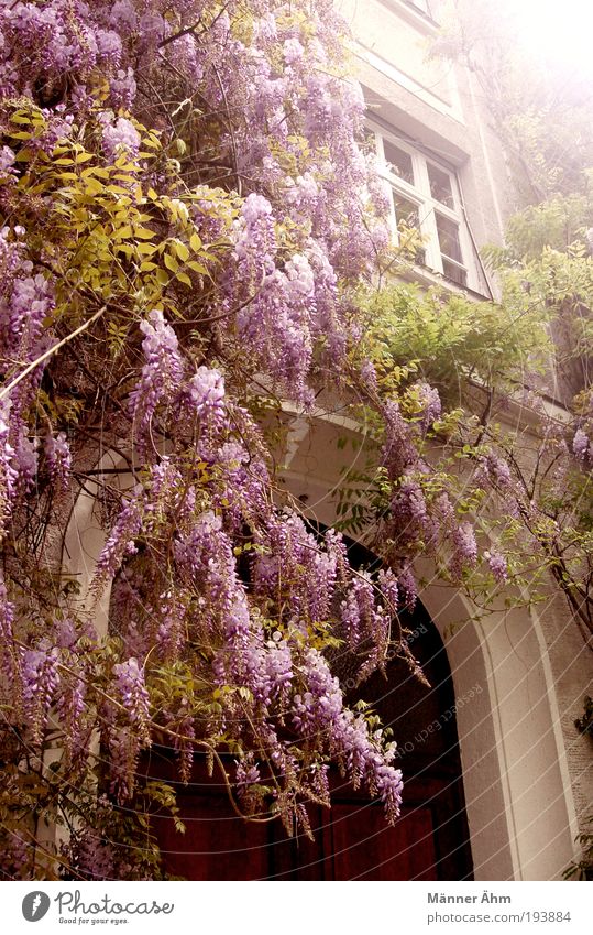 Oh, Sendling! Plant Flower Blossom Foliage plant Old town House (Residential Structure) Building Wall (barrier) Wall (building) Facade Window Door Brown Gray