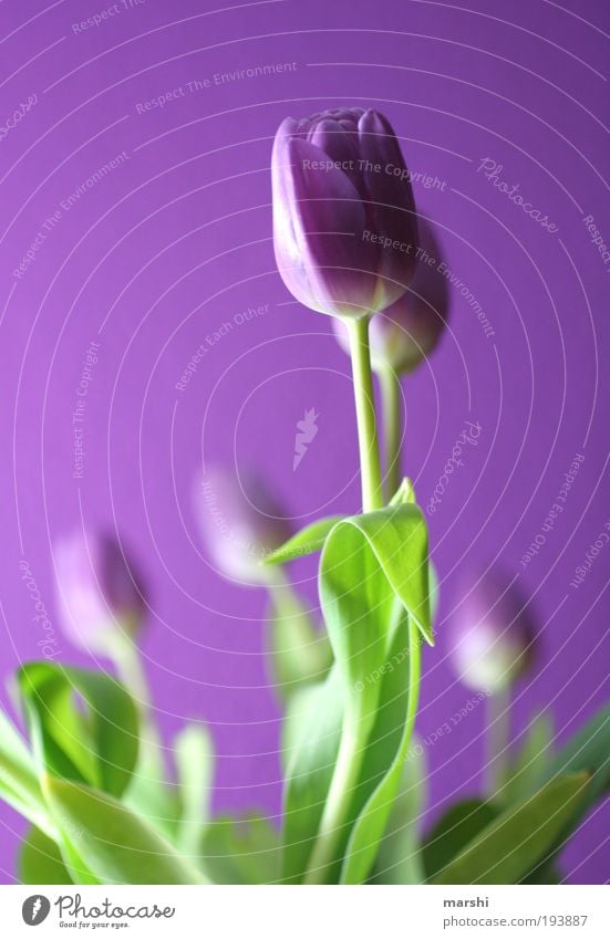 Purple break Nature Plant Flower Tulip Leaf Blossom Fresh Beautiful Green Violet Tulip blossom Light Bouquet Joy Colour photo Blur Shallow depth of field