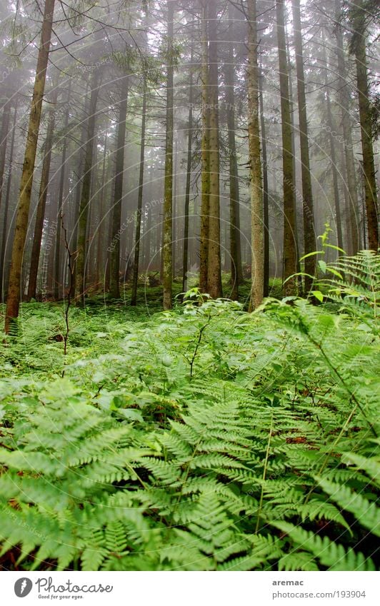 fern forest Environment Nature Landscape Plant Bad weather Fog Rain Tree Fern Forest Dark Green Calm Colour photo Exterior shot Morning Day