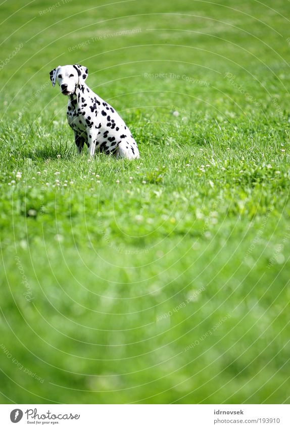 Dalmatian in the countryside Nature Sunlight Summer Beautiful weather Park Meadow Animal Pet Dog 1 Looking Sit Wait Free Friendliness Natural Positive Green