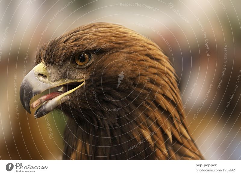 portrait Nature Animal Wild animal Bird 1 Feeding Aggression Esthetic Threat Cool (slang) Brown Yellow Eagle Hunting Fly Air Colour photo Exterior shot Close-up