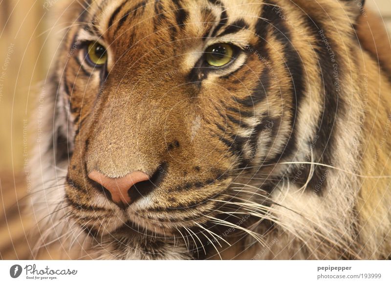 eye of the tiger Safari Expedition Nature Wild animal Cat 1 Animal Glittering Esthetic Gold Pelt Eyes Colour photo Exterior shot Day Animal portrait Forward