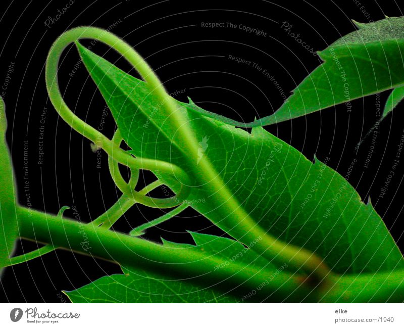 curved Leaf Ivy Tendril Plant