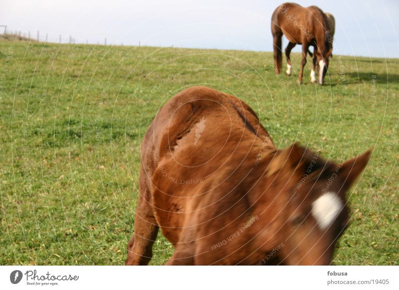 horse movement Horse Meadow Grass Pasture Mold