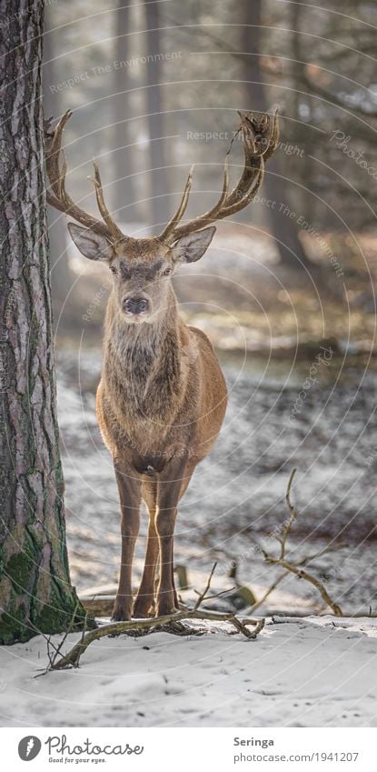Another red deer Plant Animal Meadow Field Forest Wild animal Animal face Pelt Zoo 1 To feed Looking Red deer Antlers Colour photo Multicoloured Exterior shot