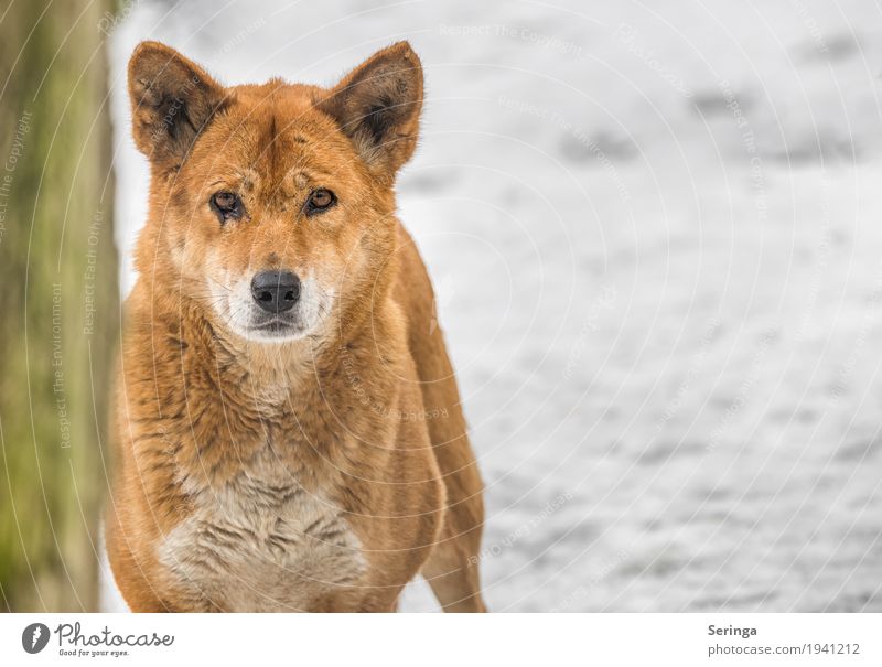 dingo Animal Wild animal Animal face Pelt Paw Animal tracks Zoo 1 To feed Dingo Colour photo Multicoloured Exterior shot Deserted Copy Space right Day Light