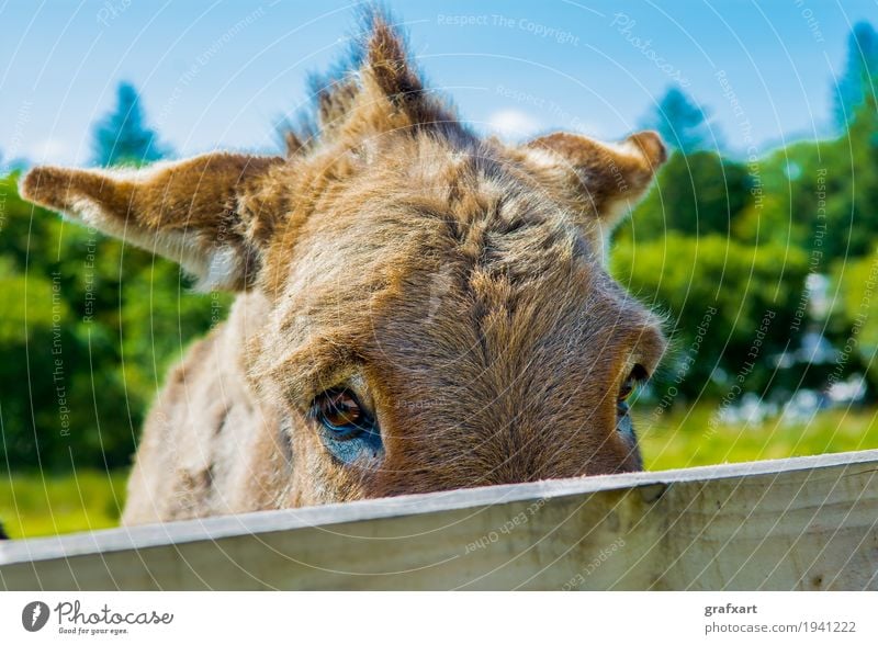 Sad donkey behind fence Donkey Animal Pet Farm animal Horse Looking Sadness Emotions Eyes Curiosity Ear Nature Mammal Hide Hiding place Behind Wood Fence