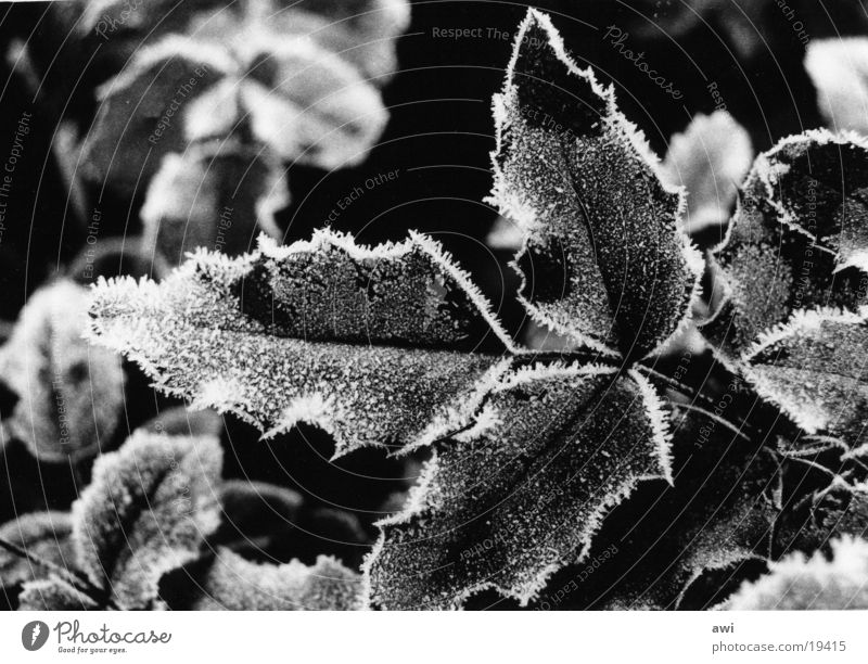 frost Leaf Holly Cold Macro (Extreme close-up) Frost Hoar frost Black & white photo Twig