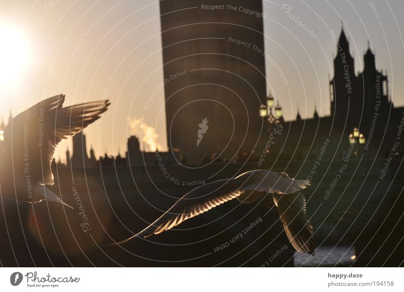 with verve Sky Sunlight Beautiful weather London Animal Bird 2 Movement Flying Esthetic Elegant Far-off places Free Together Infinity Positive Cliche Happy