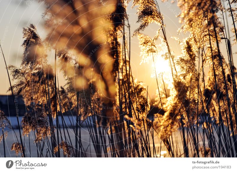 Reed Grass II Relaxation Vacation & Travel Freedom Nature Water Cloudless sky Autumn Winter Beautiful weather Ice Frost Plant Common Reed Reeds Marsh grass