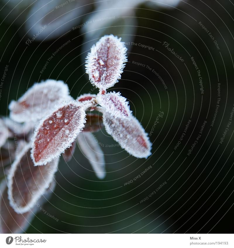 frost Drops of water Spring Autumn Winter Climate Weather Ice Frost Plant Leaf Park Cold Branch Hoar frost Colour photo Subdued colour Exterior shot Close-up