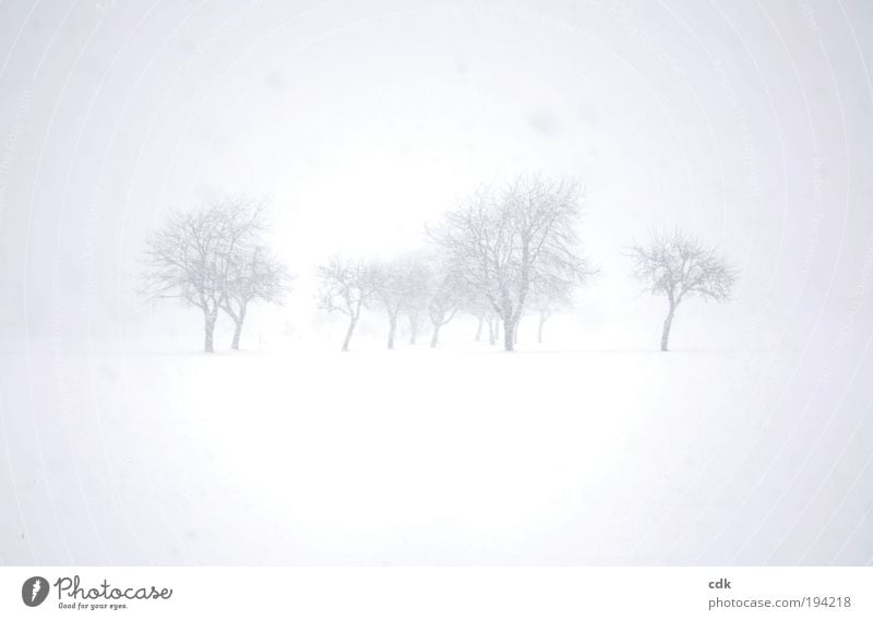 Winter landscape | gray in gray Environment Nature Landscape Climate Bad weather Fog Snow Snowfall Tree Park Meadow Field Esthetic Loneliness