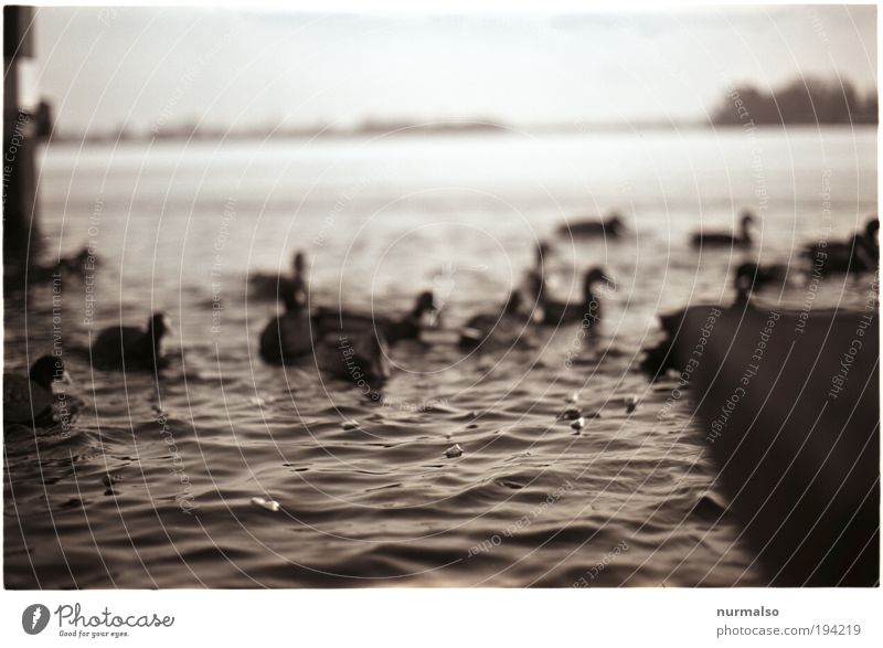 feeding Nature Landscape Plant Animal Water Winter Climate River bank Bird Flock To feed Feeding Simple Natural Environment Muddled Black & white photo Deserted