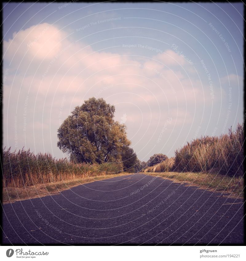 outing Vacation & Travel Trip Summer Environment Landscape Sky Clouds Plant Tree Street Pavement Right ahead Direct Vanishing point Rural Field Roadside