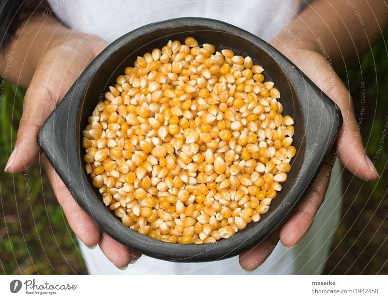 hands holding a bowl with maize Vegetable Nutrition Vegetarian diet Diet Hand Fingers Group Nature Plant Natural Yellow Gold Tradition Maize Farm Harvest Oats