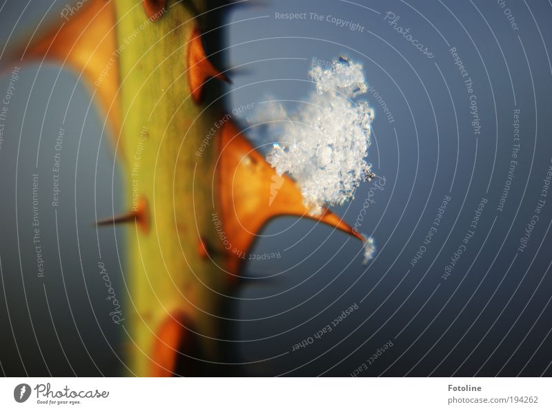 Thorn with snow bonnet Environment Nature Plant Elements Water Sun Winter Climate Climate change Weather Beautiful weather Ice Frost Snow Bushes Rose Park