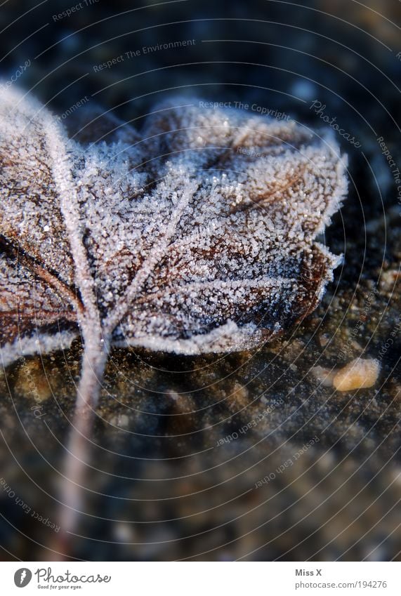 sugar Autumn Winter Ice Frost Leaf Dark Cold Hoar frost Colour photo Subdued colour Exterior shot Close-up Macro (Extreme close-up) Deserted Copy Space bottom