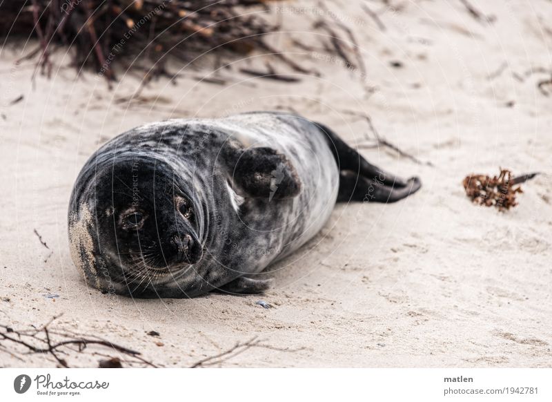 siesta Animal Beach Deserted 1 Lie Brown Gray Seals Sand Algae Colour photo Subdued colour Exterior shot Close-up Copy Space left Copy Space right