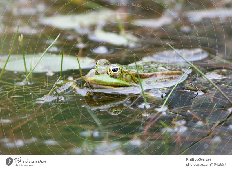 Frog in the pond Plant Water Pond Lake Fresh Amphibian Eyes Clarity Green Shallow Colour photo Macro (Extreme close-up) Deserted Day Reflection Worm's-eye view