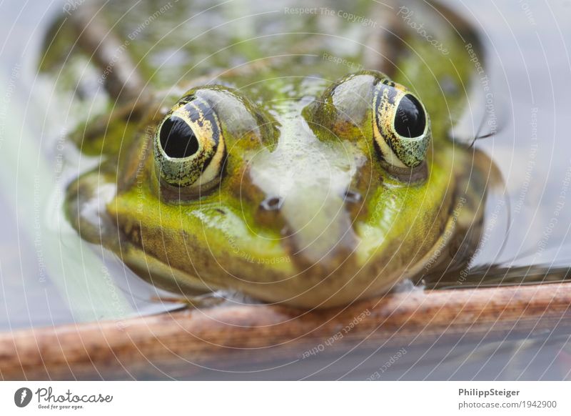 Big eyes Plant Water Pond Lake Frog Fresh Amphibian Day Considerable Shallow Colour photo Macro (Extreme close-up) Deserted Reflection Worm's-eye view Looking