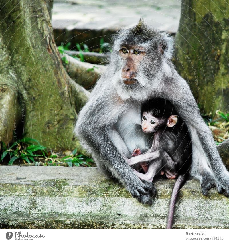 Bali Monkeys Environment Nature Animal Tree Virgin forest Asia Wild animal Animal face Pelt macaque Young monkey Baby animal Small Motherly love Appease