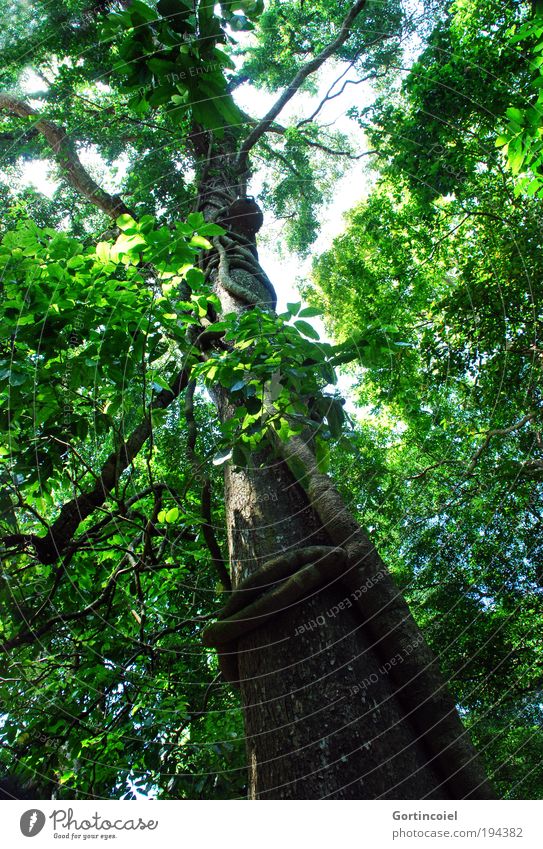 Bali Rainforest - a Royalty Free Stock Photo from Photocase